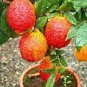 30 Pcs Rare Red Lemon Tree Seeds High Survival Rate Fruit Seeds