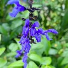 30 Pcs Heirloom Black and Blue' Salvia guaranitica Sage Perennial