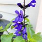 30 Pcs Heirloom Black and Blue' Salvia guaranitica Sage Perennial
