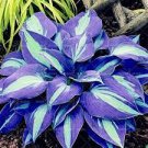 50 Pcs Exotic Hosta Plant Seed Four Seasons Flower Perennial Mixed Plantain Lily Flower