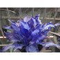 50 Pcs Exotic Hosta Plant Seed Four Seasons Flower Perennial Mixed Plantain Lily Flower