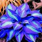 50 Pcs Exotic Hosta Plant Seed Four Seasons Flower Perennial Mixed Plantain Lily Flower