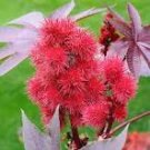 20 Pcs Ricinus Fire Red Castor Oil Plant