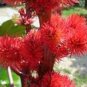 20 Pcs Ricinus Fire Red Castor Oil Plant