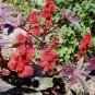 20 Pcs Ricinus Fire Red Castor Oil Plant