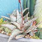 100 Pcs Succulents Seed Plant,Aloe Vera Seeds
