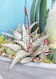 100 Pcs Succulents Seed Plant,Aloe Vera Seeds