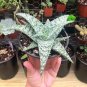 100 Pcs Succulents Seed Plant,Aloe Vera Seeds