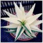 100 Pcs Succulents Seed Plant,Aloe Vera Seeds