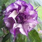 20 Pcs Purple Moonflower Seeds Gorgeous Night Blooming Beautiful Garden Flower