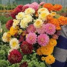 200 Pcs Genuine Flower seeds chrysanthemum seeds four seasons plant