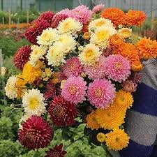 200 Pcs Genuine Flower seeds chrysanthemum seeds four seasons plant