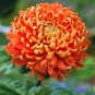 200 Pcs Genuine Flower seeds chrysanthemum seeds four seasons plant