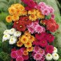 200 Pcs Genuine Flower seeds chrysanthemum seeds four seasons plant