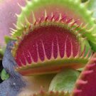100 Pcs Catchfly Potted Plant Seeds Garden Venus Fly Trap Insectivorous Plant 100 Pcs Catchfly Potted Plant Seeds Garden Venus Fly Trap Insectivorous Plant
