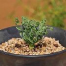 200 Pcs Spring grass seeds Succulents plant Grass seeds 200 Pcs Spring grass seeds Succulents plant Grass seeds