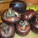 30 Pcs Water Chestnut Seed Aquatic Plants Rare Semente de frutas tropicais Easy Grow