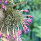 20 Pcs Prevent Radiation Fleshy Seeds