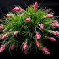 20 Pcs Prevent Radiation Fleshy Seeds