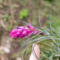 20 Pcs Prevent Radiation Fleshy Seeds