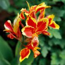 5 Pcs Large Poly Gay Canna Lily Rhizome Variegated Tricolor