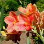 5 Pcs Large Poly Gay Canna Lily Rhizome Variegated Tricolor