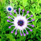100 Pcs Osteospermum seeds,daisy seeds,osteospermum flowers