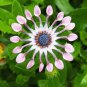 100 Pcs Osteospermum seeds,daisy seeds,osteospermum flowers