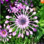 100 Pcs Osteospermum seeds,daisy seeds,osteospermum flowers