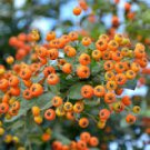 20 Pcs Bonsai Orange Pyracantha fortuneana Firethorn Perennial Tree Seeds 20 Pcs Bonsai Orange Pyracantha fortuneana Firethorn Perennial Tree Seeds