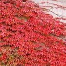 50 Pcs Rare Red Boston Ivy