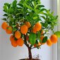 30 Pcs Mandarin Orange Dwarf Seeds Indoors Outdoors Fruit Tree Seeds