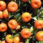 30 Pcs Mandarin Orange Dwarf Seeds Indoors Outdoors Fruit Tree Seeds