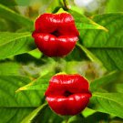 100 Pcs Red Lips Flower Seeds Rare Flower Pots Psychotria Elata Flower Seeds 100 Pcs Red Lips Flower Seeds Rare Flower Pots Psychotria Elata Flower Seeds