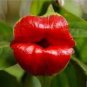 100 Pcs Red Lips Flower Seeds Rare Flower Pots Psychotria Elata Flower Seeds