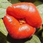 100 Pcs Red Lips Flower Seeds Rare Flower Pots Psychotria Elata Flower Seeds