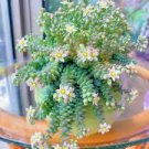 100 Pcs German imports of potted flowers sedum succulents seed
