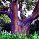 100 Pcs Rare Rainbow Tree Seeds Eucalyptus Deglupta Mindanao Gum 100 Pcs Rare Rainbow Tree Seeds Eucalyptus Deglupta Mindanao Gum
