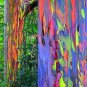 100 Pcs Rare Rainbow Tree Seeds Eucalyptus Deglupta Mindanao Gum