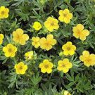 100 Pcs New Potentilla Fruticosa