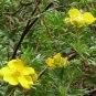 100 Pcs New Potentilla Fruticosa