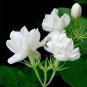 20 Pcs jasmine seeds indoor plants perennial flower seeds