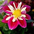 50 Pcs 'Symbolizes Courage' Dahlia Flower Seeds