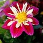 50 Pcs 'Symbolizes Courage' Dahlia Flower Seeds
