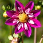 50 Pcs 'Symbolizes Courage' Dahlia Flower Seeds