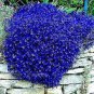 100 Pcs Creeping Thyme Seeds Or Blue ROCK CRESS Seeds