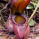 200 Pcs Eating Mosquito Carnivorous Plants Nepenthes Seeds