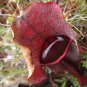 200 Pcs Eating Mosquito Carnivorous Plants Nepenthes Seeds