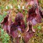 200 Pcs Eating Mosquito Carnivorous Plants Nepenthes Seeds