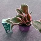 50 Pcs Exotic Hosta Plant Seed Four Seasons Flower Perennial Mixed Plantain Lily Flower